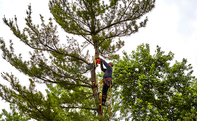 Trimming Trimming